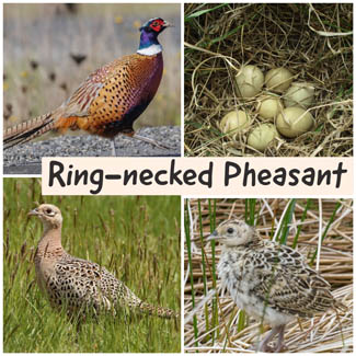 Ring-necked Pheasant